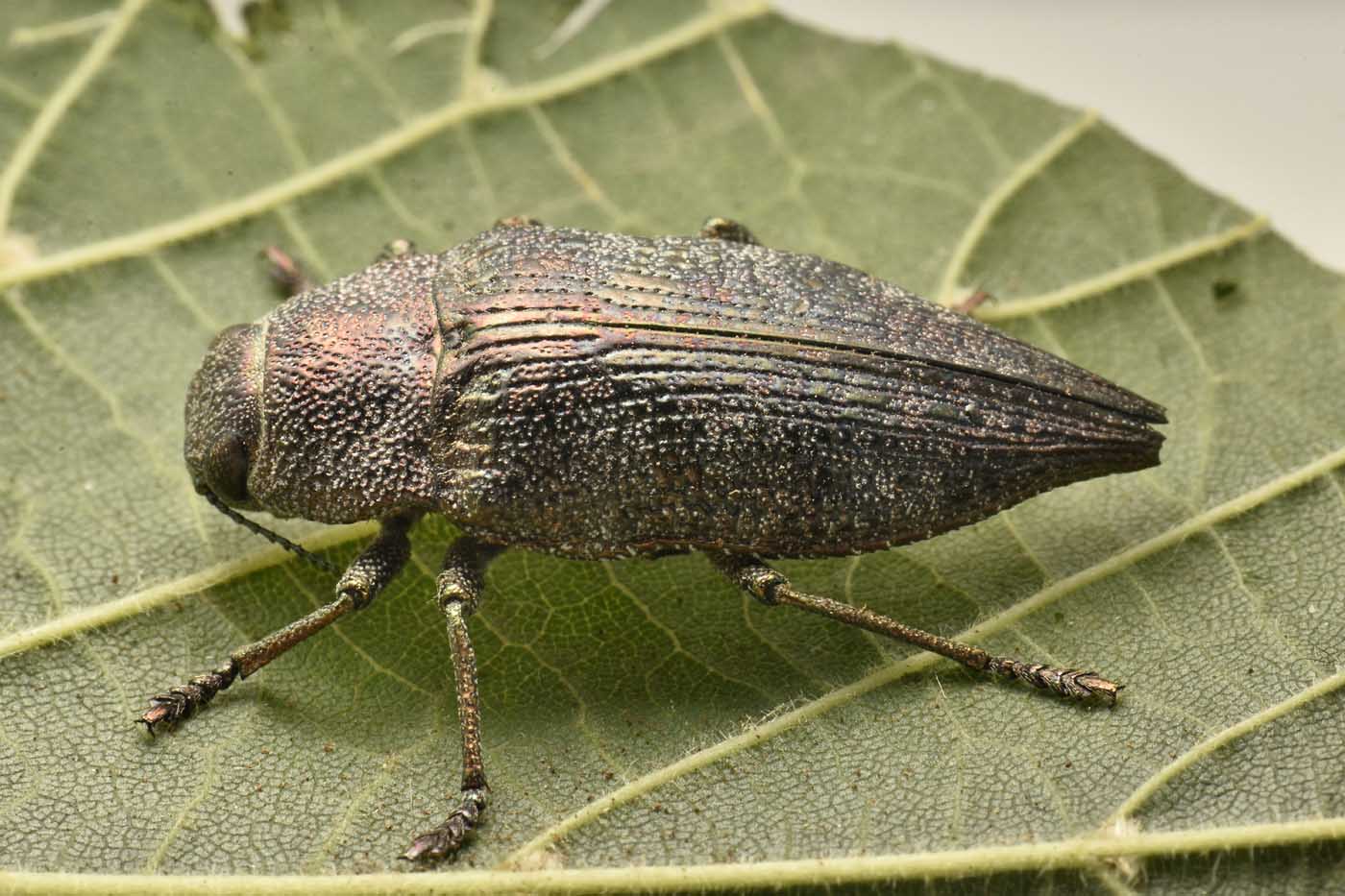 Buprestidae: Dicerca aenea ? S